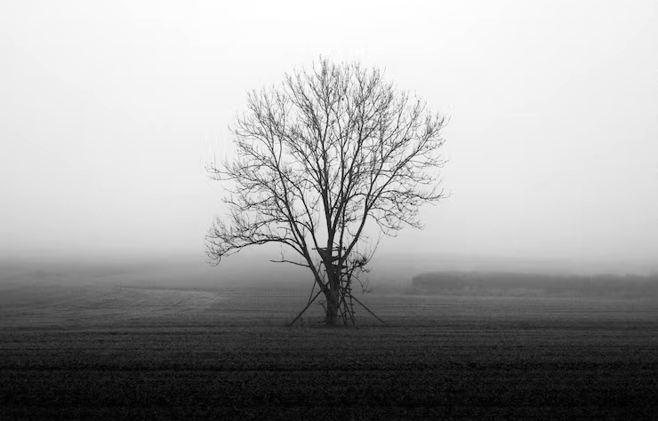 vertical-greyscale-shot-mysterious-field-covered-fog_181624-9328