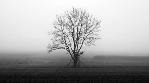 vertical-greyscale-shot-mysterious-field-covered-fog_181624-9328